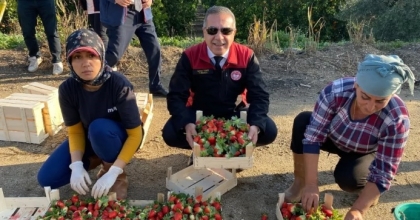 COĞRAFİ İŞARETLİ ’SULTANHİSAR ÇİLEĞİ’NDE HASAT SEVİNCİ
