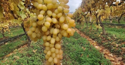 DALINDA ÜZÜMLER 5 AYDIR TAZELİĞİNİ KORUYOR