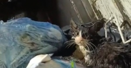 KEDİYİ POŞETE KOYUP ÇÖPE ATTILAR
