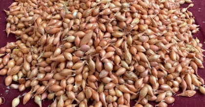 SOĞAN ÜRETİCİLERİNE ‘DİKİM ZAMANI’ UYARISI