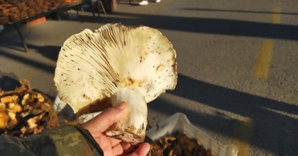 AYDIN’DAKİ DEV MANTARLAR PAZARDA İLGİ ODAĞI OLDU
