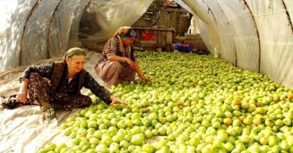 KIRAĞI VURDU, GÖK DOMATES SERAYA TAŞINDI

