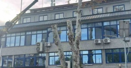 YAŞI 200’E YAKLAŞAN ÇINAR AĞACI BUDANDI
