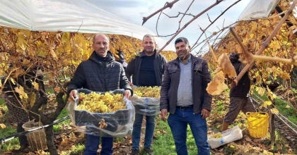 YENİ YIL ÜZÜMLERİ YOLA ÇIKMAYA BAŞLADI
