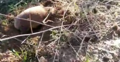 YER ALTININ GİZEMLİ CANLISI MANİSA’DA ORTAYA ÇIKTI
