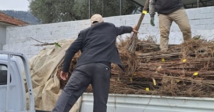 KÖŞK’TE KÖKLÜ KESTANE FİDANLARI ÜRETİCİLERE DAĞITILDI
