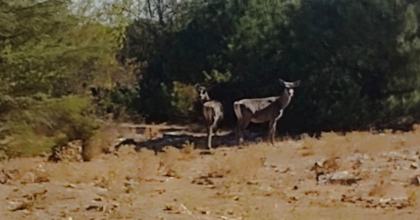 KIZIL GEYİKLER AYLAR SONRA SPİL DAĞI’NDA YENİDEN GÖRÜNTÜLENDİ