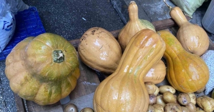 KENDİSİ AYRI, ÇEKİRDEĞİ AYRI ŞİFA KAYNAĞI
