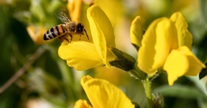 KORUMA ALTINDAKİ ‘EBER SARISI’YLA İLGİLİ ÖNEMLİ AÇIKLAMA
