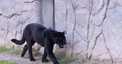 İZMİR DOĞAL YAŞAM PARKI’NA SİYAH JAGUAR VE BOZAYI GELDİ