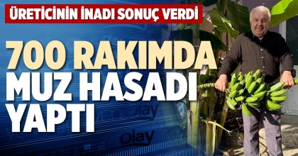 700 RAKIMDA MUZ HASADI YAPTI