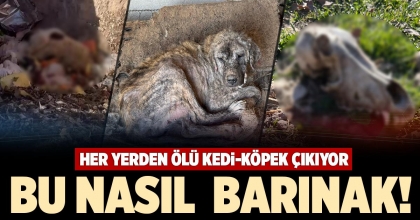 BU NASIL BARINAK!