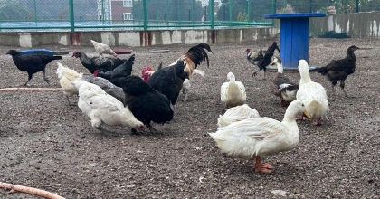 BULDAN’A MİNİ HAYVANAT BAHÇESİ