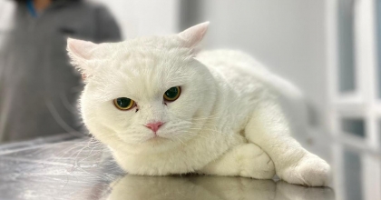 DENİZLİ’DE KİMLİKSİZ HAYVANLAR İÇİN CEZA UYGULANACAK