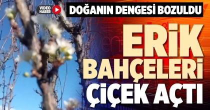 ERİK BAHÇELERİ ÇİÇEK AÇTI