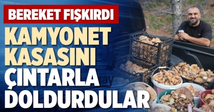 KAMYONET KASASINI ÇINTARLA DOLDURDULAR