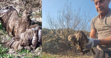 YARALI ŞAHİN TEDAVİYE ALINDI