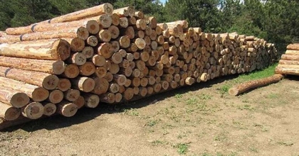 ORMAN EMVALİ İSTİFLEME HİZMETİ ALINACAK