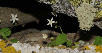 İZMİR’DE YENİ BİTKİ TÜRÜ KEŞFEDİLDİ