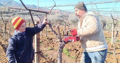 ÜZÜM ÜRETİCİSİ YENİLİK PEŞİNDE
