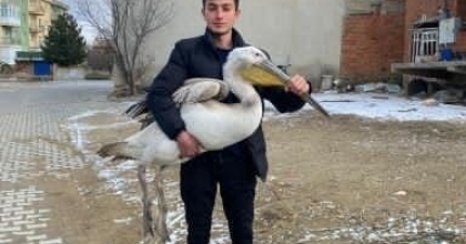 SOKAKTA GEZERKEN PELİKAN BULDU
