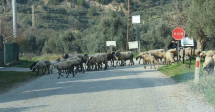 HAVALAR ISINDI, SÜRÜLER DOĞAYA SALINDI
