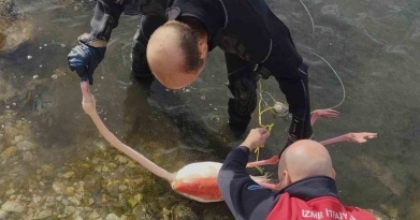 FLAMİNGOYA HAYAT VEREN KURTARMA OPERASYONU
