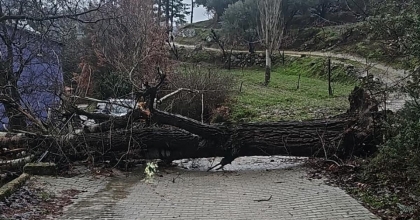 ASIRLIK KAVAK AĞACI FIRTINAYA DAYANAMADI
