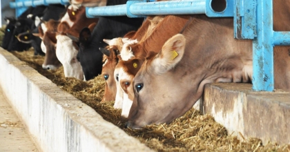 BESİLİK HAYVAN İTHALATI BAŞVURULARI BAŞLIYOR