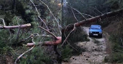 BULDAN’DA FIRTINADAN DEVRİLEN AĞAÇLAR YOLU KAPATTI