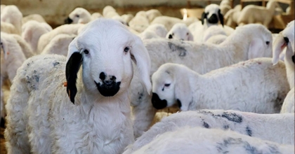 HAYVANCILIĞA DESTEKLER ARTARAK SÜRÜYOR