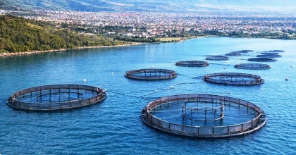 SU ÜRÜNLERİ DESTEKLERİ HESAPLARA AKTARILDI