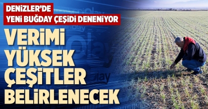 VERİMİ YÜKSEK ÇEŞİTLER BELİRLENECEK