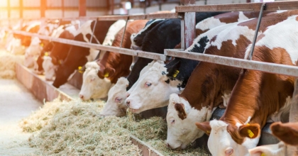 10 YETİŞTİRİCİYE 2,2 MİLYONLYUK DESTEK