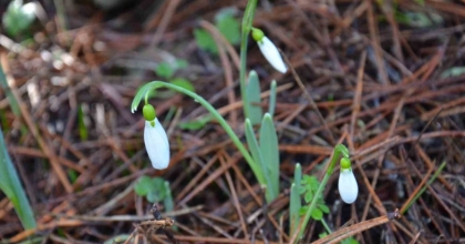 BU ÇİÇEĞİ KOPARMANIN BEDELİ DUDAK UÇUKLATIYOR