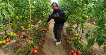 SİMAV’DA YETİŞEN ’COĞRAFİ İŞARETLİ’ EYNAL DOMATESİ PAZARLARDA İLGİ GÖRÜYOR