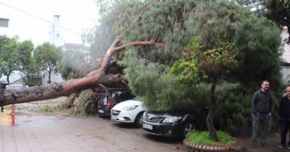 DEV ÇAM AĞACI PARK HALİNDEKİ ARAÇLARIN ÜZERİNE DEVRİLDİ
