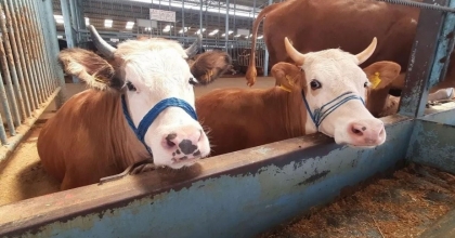 SÖKE’DE ŞAP HASTALIĞI SÖNDÜ, KISITLAMA KALDIRILDI
