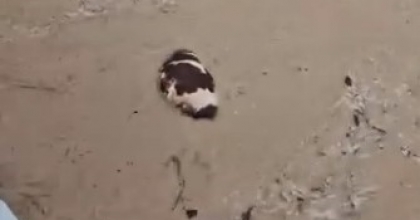 YATAĞAN’DA İNEK SEL SULARINA KAPILDI
