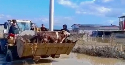 SELDE MAHSUR KALAN İNEKLER BOĞULMAKTAN KURTARILDI
