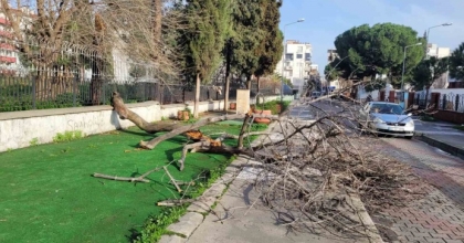 ÇÜRÜYEN AĞAÇ YOLA DEVRİLDİ, FACİA UCUZ ATLATILDI
