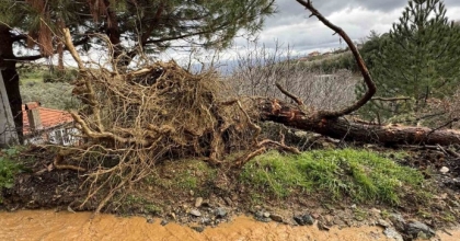 KARACASU’DA AŞIRI YAĞIŞLAR SONRASI TOPRAK KAYDI, AĞAÇLAR DEVRİLDİ
