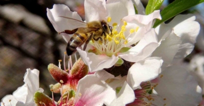 İLK CEMRE HAVAYA DÜŞTÜ

