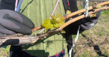 BAĞLARDA ERKEN UYANIŞ KORKUTUYOR
