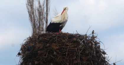 YILIN İLK LEYLEKLERİ GELMEYE BAŞLADI, İLK GÖREN 1 ÇUVAL UNU KAPTI
