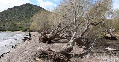 FIRTINADA DEVRİLEN ILGIN AĞAÇLARI YENİDEN TOPRAKLA BULUŞUYOR