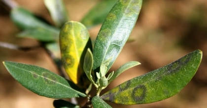 ZEYTİNDE HALKALI LEKE HASTALIĞI İLE MÜCADELE ÇAĞRISI