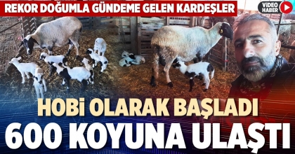 HOBİ OLARAK BAŞLADI 600 KOYUNA ULAŞTI
