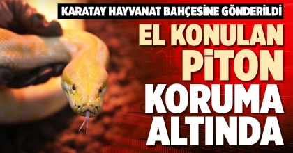 EL KONULAN PİTON KORUMA ALTINDA