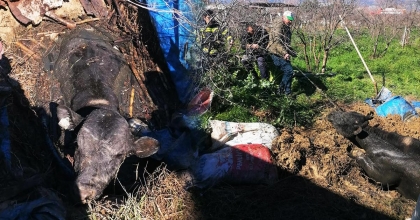 FOSEPTİK ÇUKURUNA DÜŞTÜ